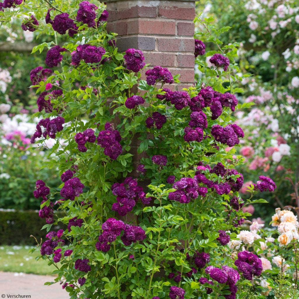 Köynnösruusu Bleu Magenta