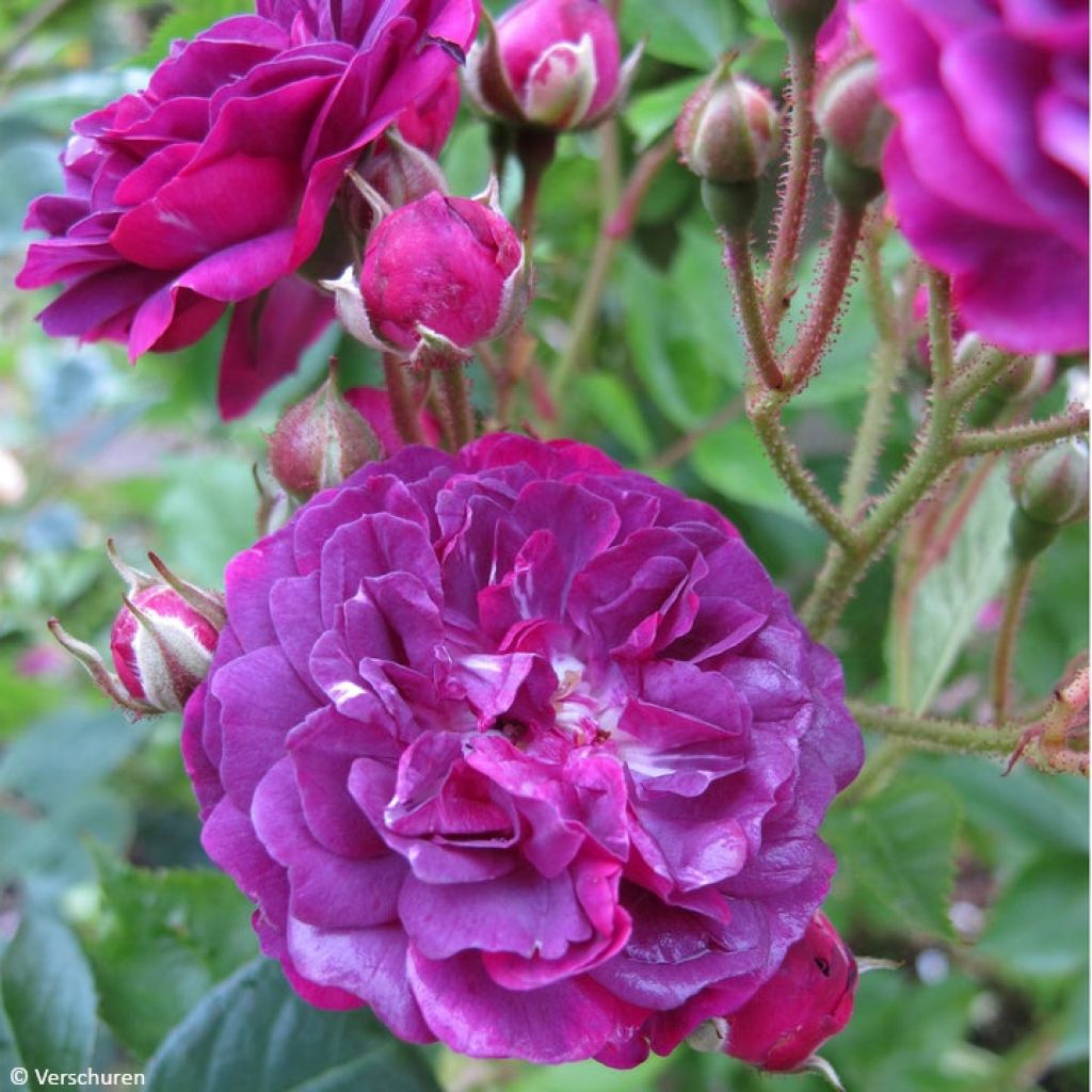 Köynnösruusu Bleu Magenta