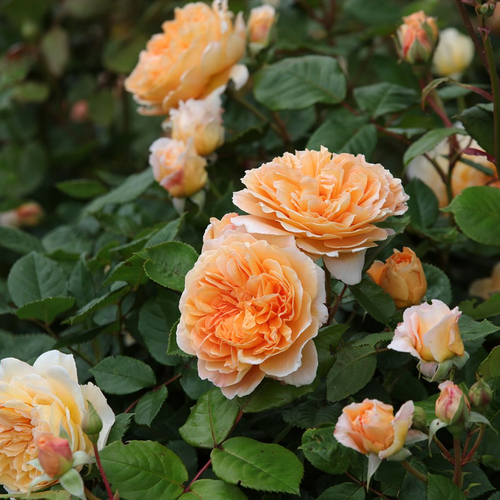 Austinruusu Crown Princess Margareta Auswinter