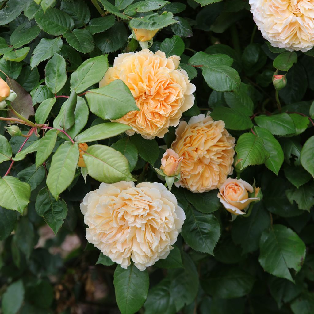 Austinruusu Crown Princess Margareta Auswinter
