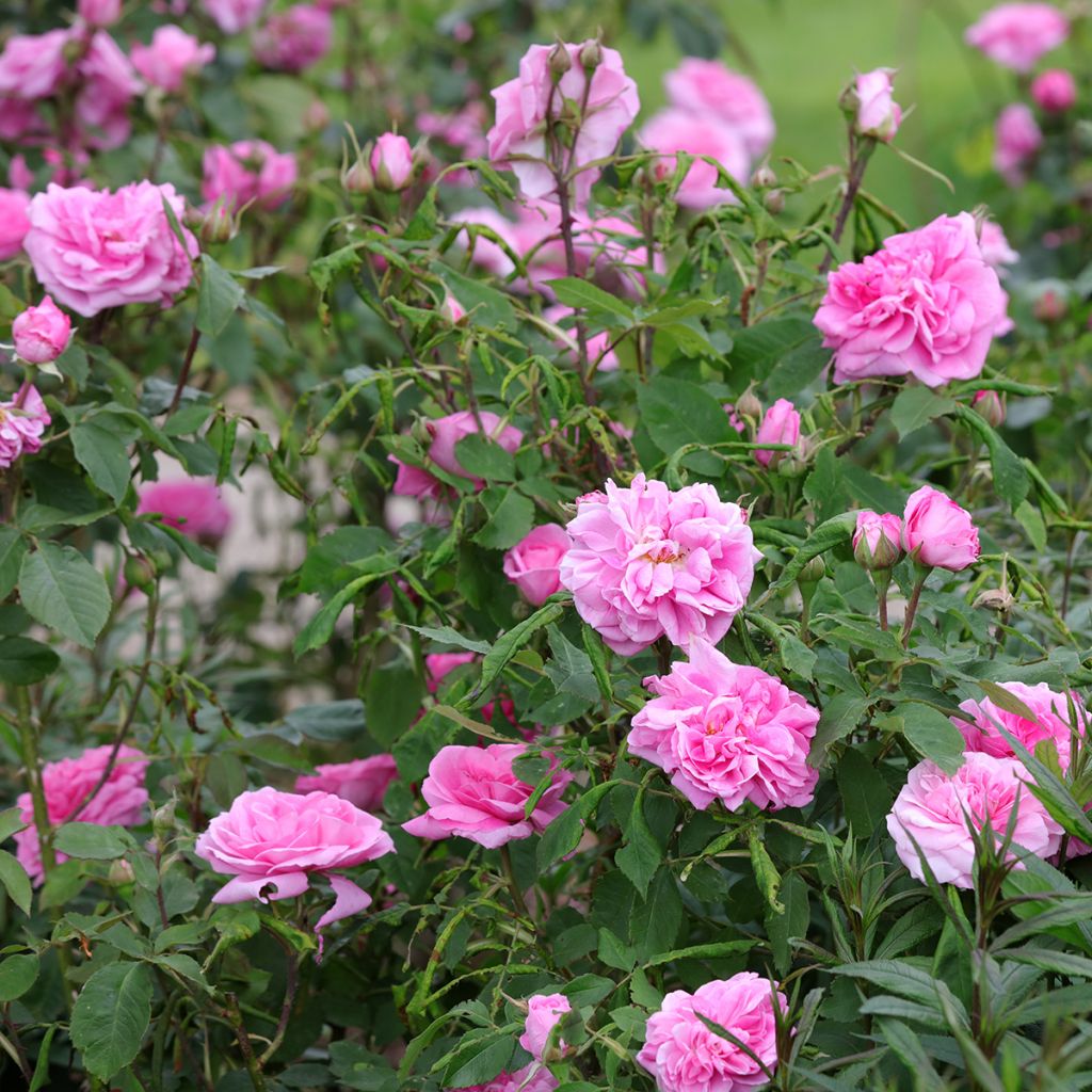 Austinruusu Gertrude Jekyll