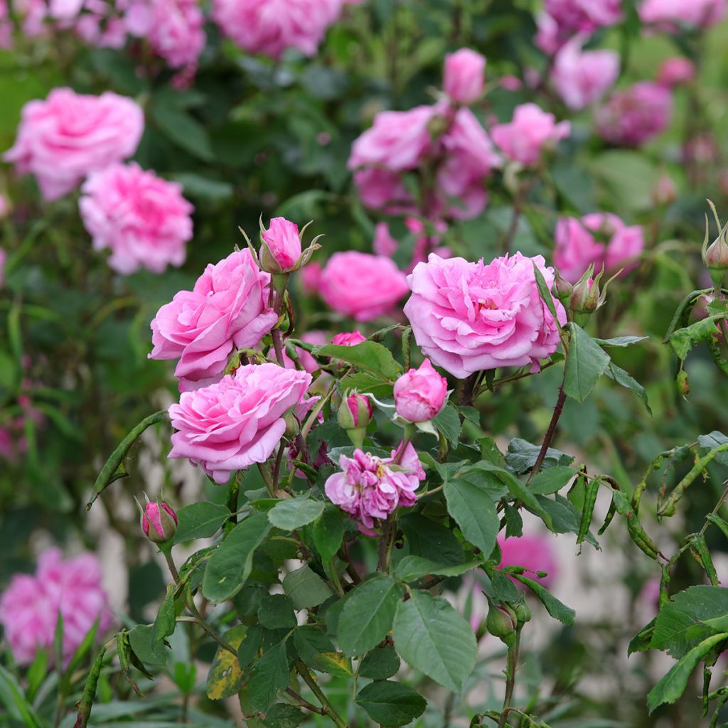 Austinruusu Gertrude Jekyll