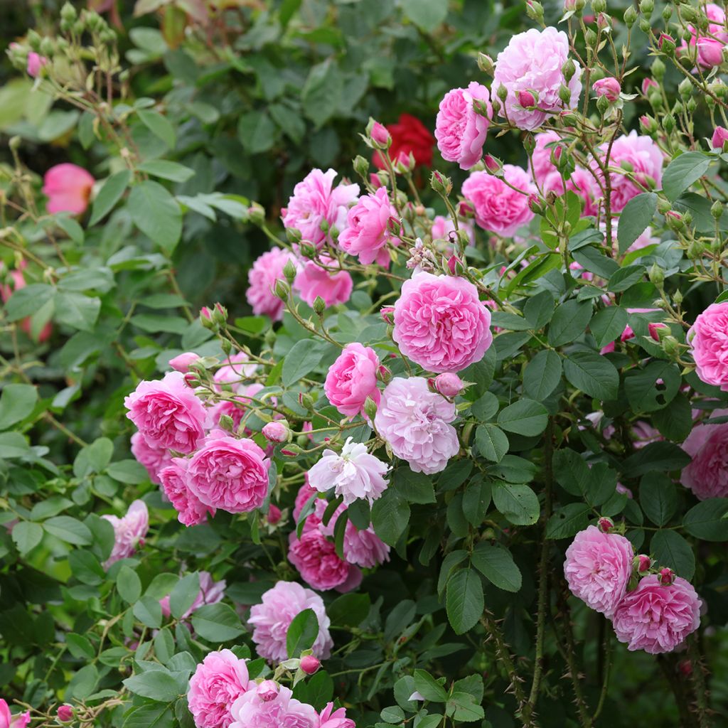 Austinruusu Harlow Carr Aushouse