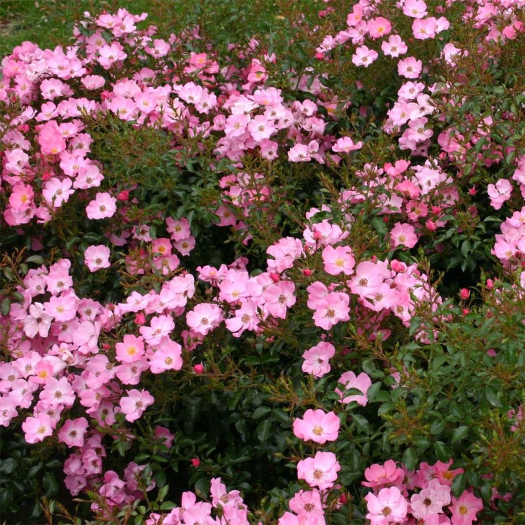 Floribundaruusu Rigo Rosen Fortuna