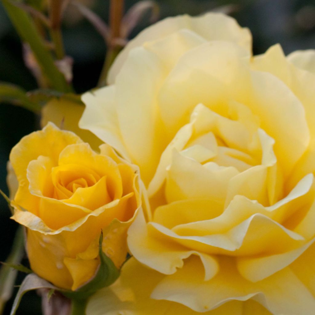 Floribundaruusu Friesia