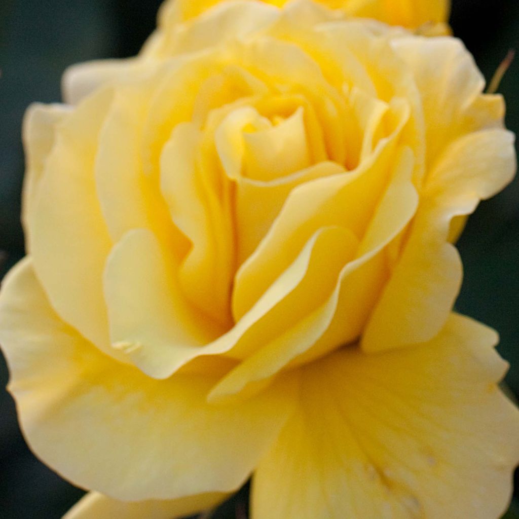 Floribundaruusu Friesia