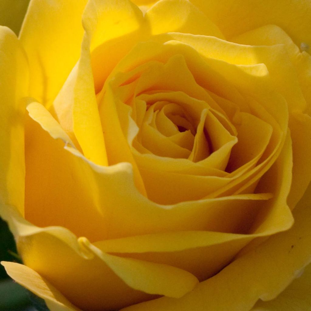 Floribundaruusu Friesia