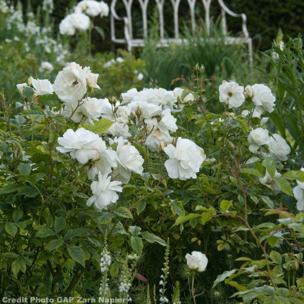 Floribundaruusu Iceberg