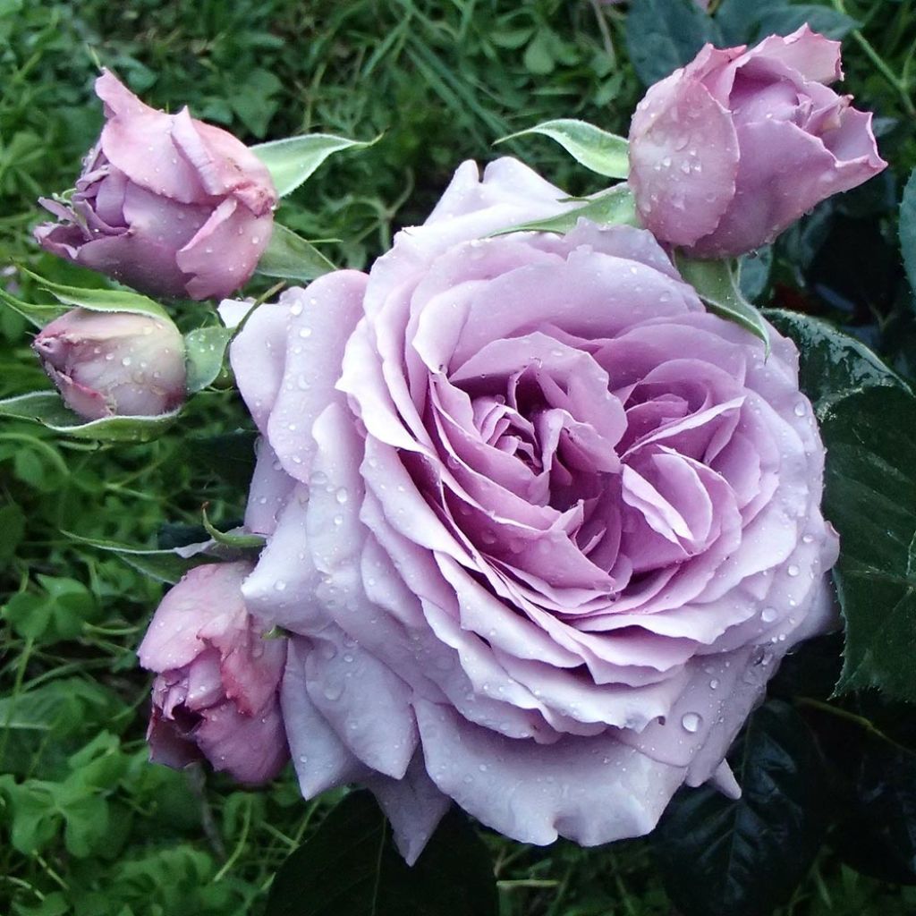 Floribundaruusu Love Song Weekstameda