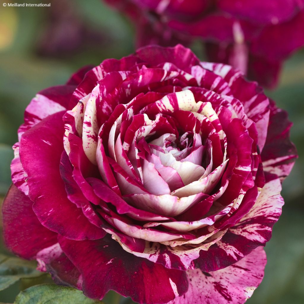 Floribundaruusu Julio Iglesias