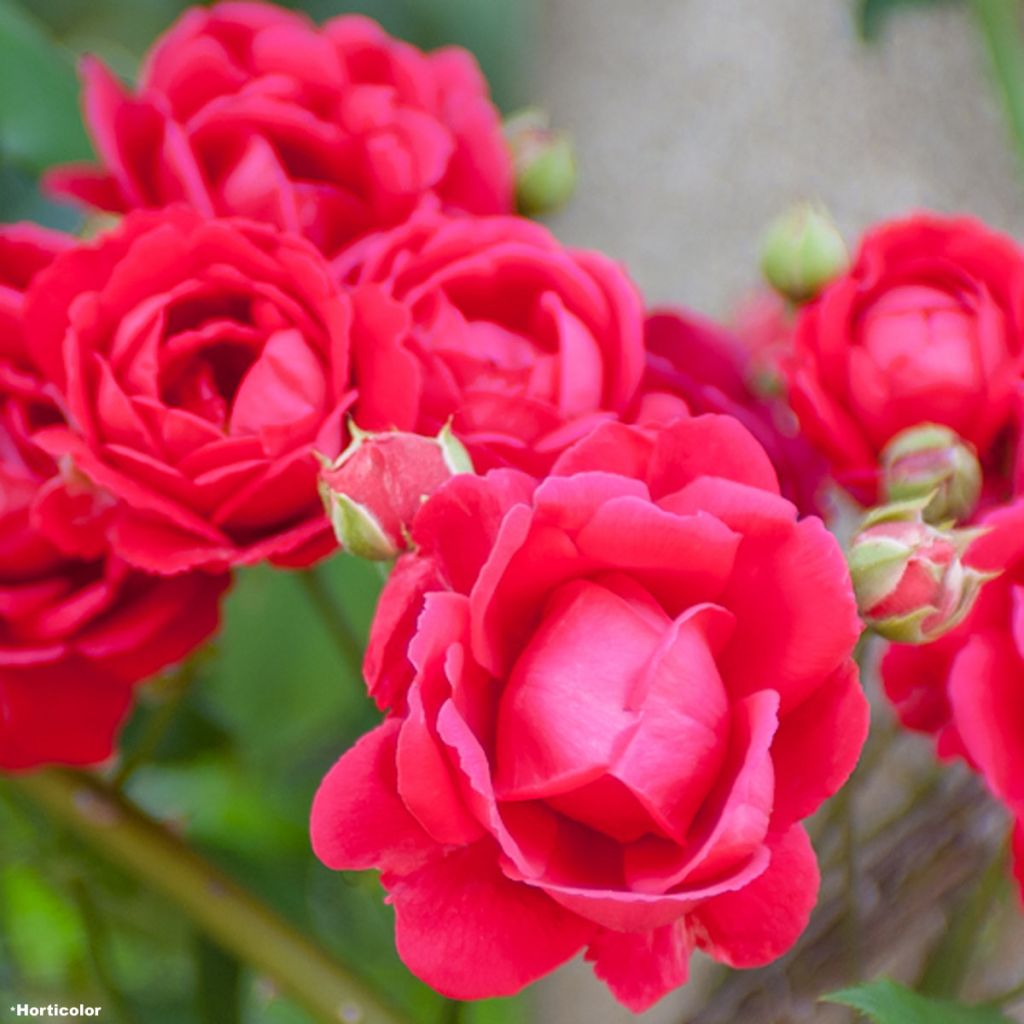 Köynnösruusu Paul's Scarlet Climber
