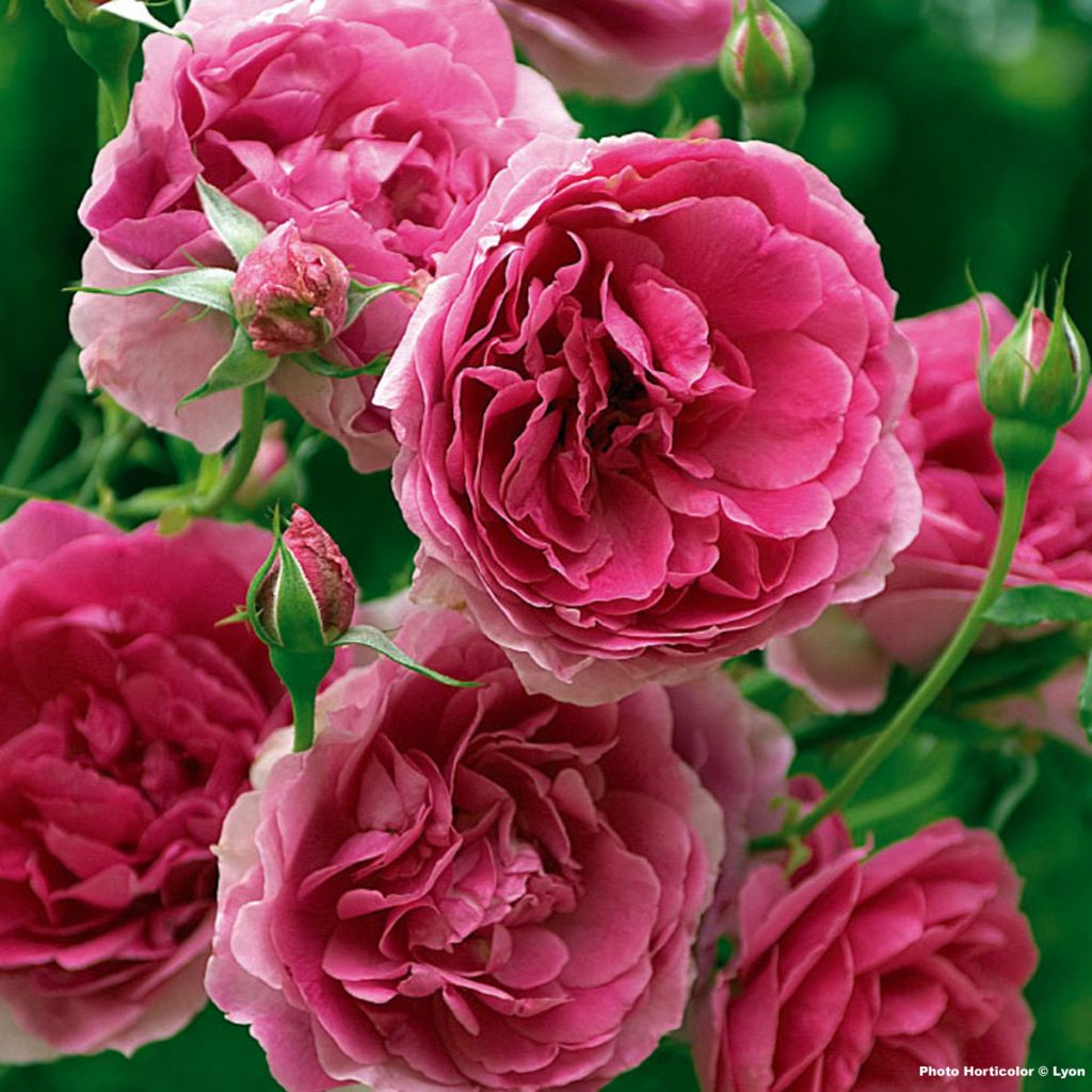 Köynnösruusu Pink Cloud