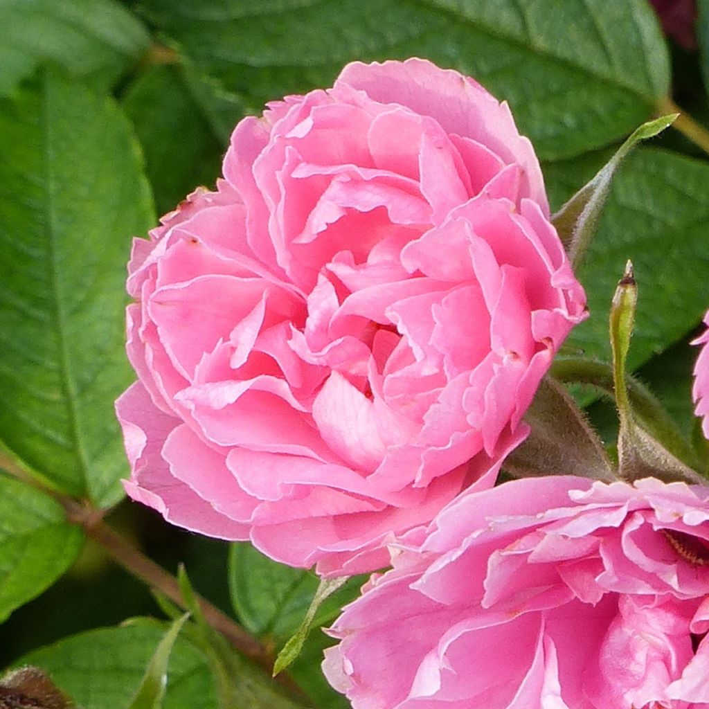 Vanha ruusu Pink Grootendorst