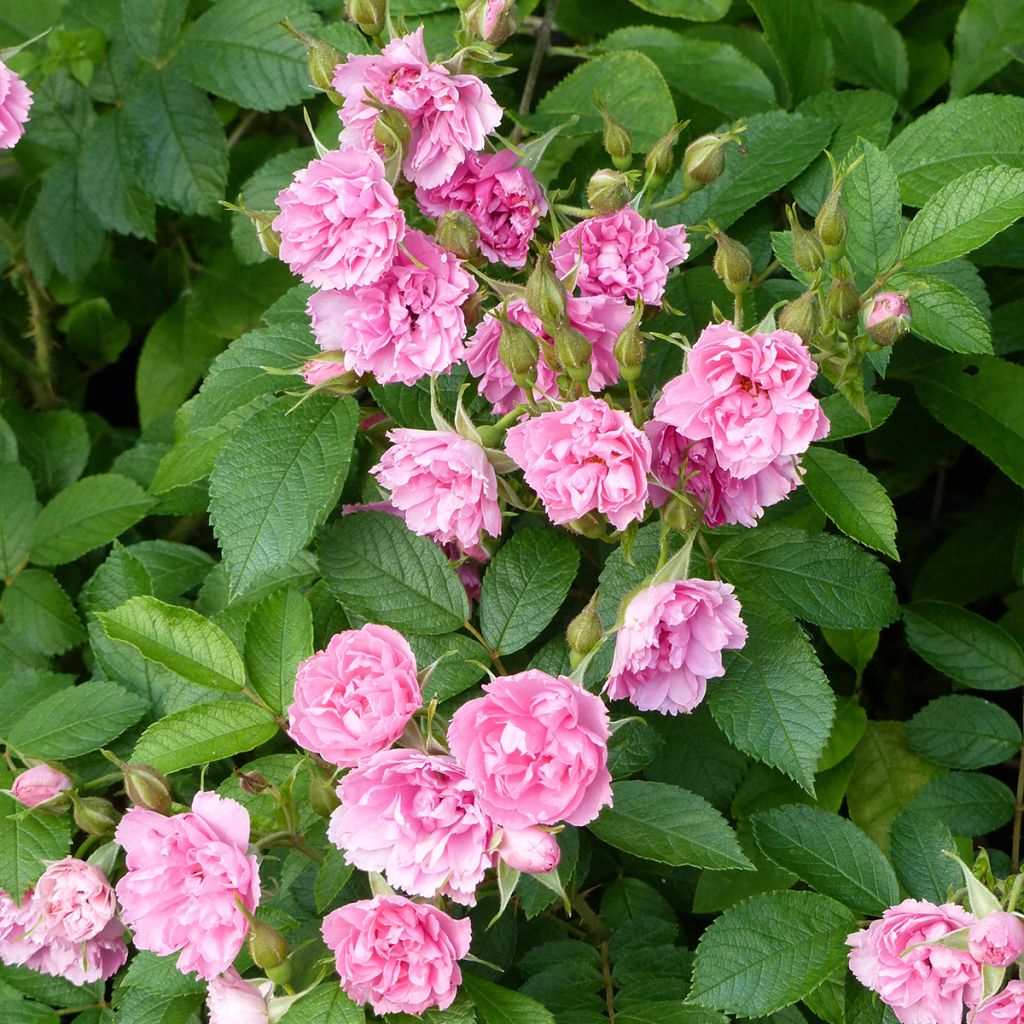 Vanha ruusu Pink Grootendorst