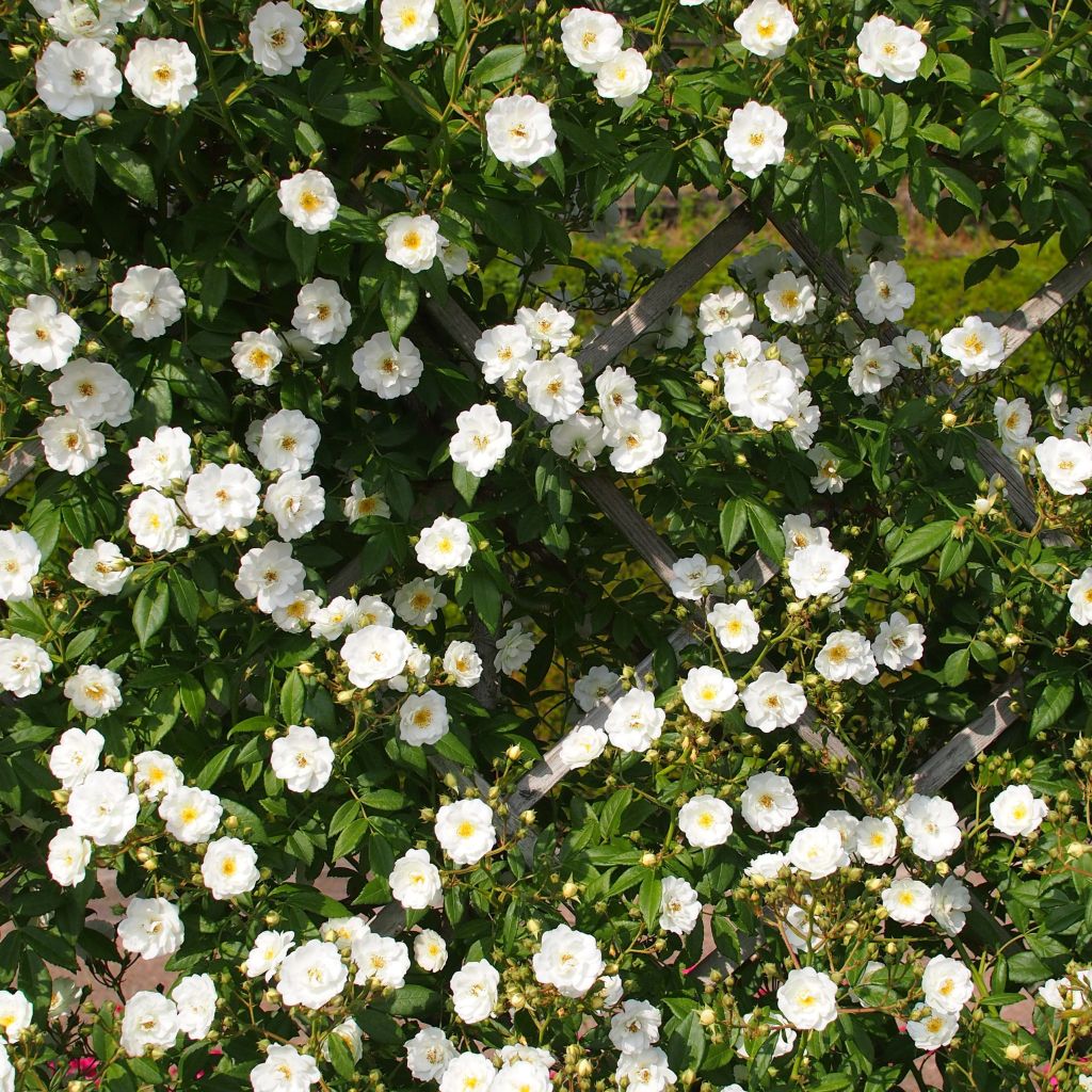 Köynnösruusu Rambling Rector