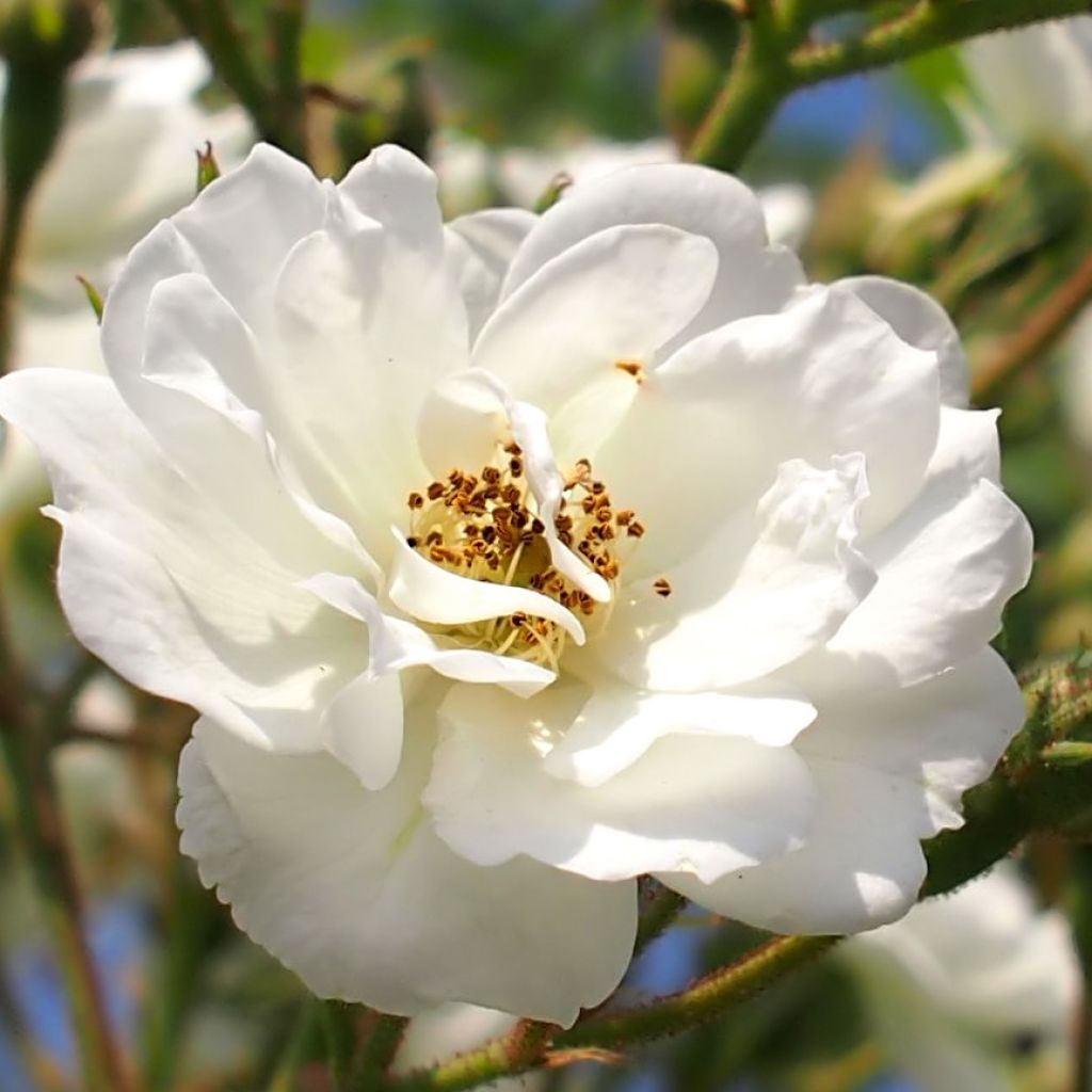 Köynnösruusu Rambling Rector