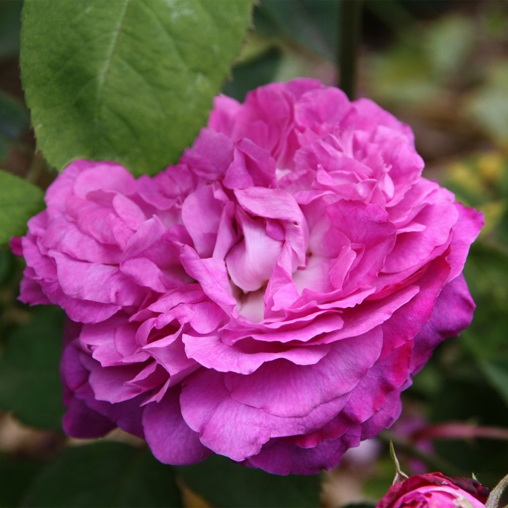 Vanha ruusu Reine des Violettes