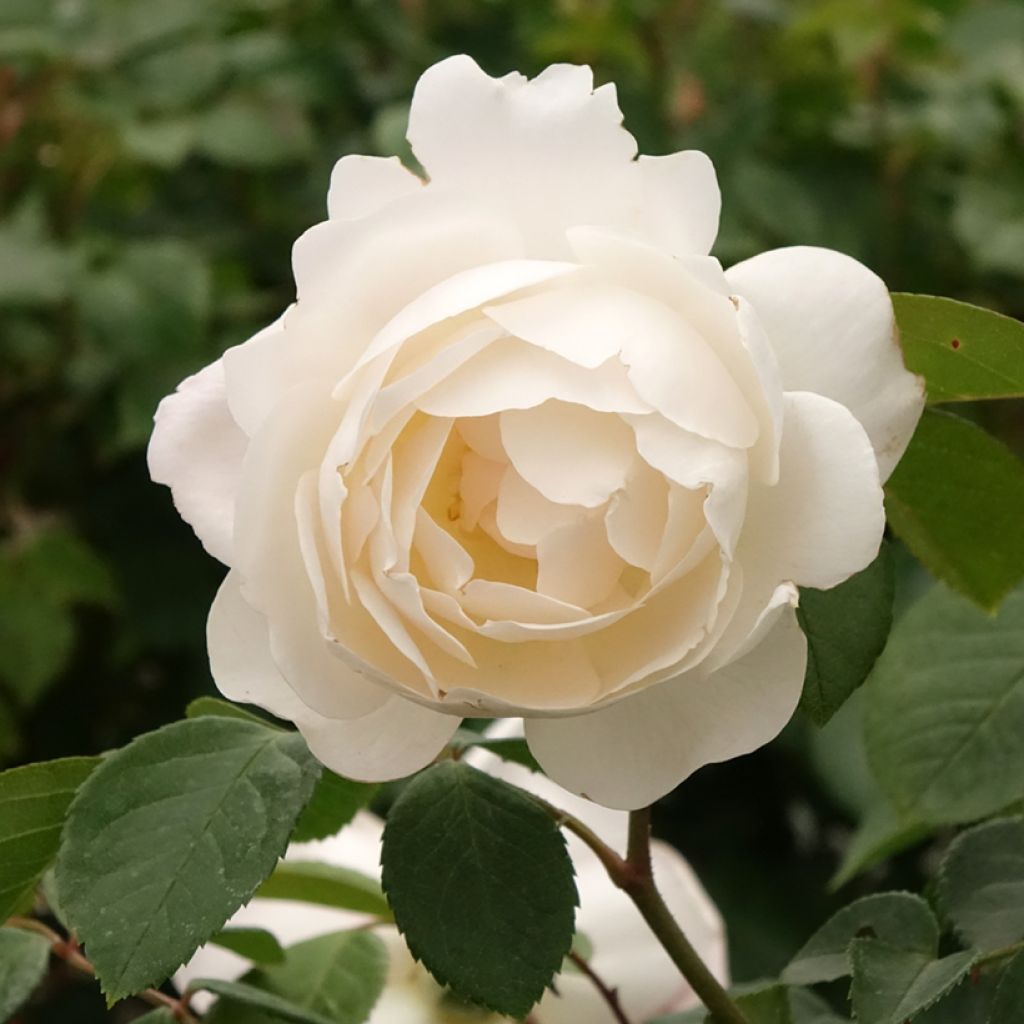 Runkoruusu Desdemona