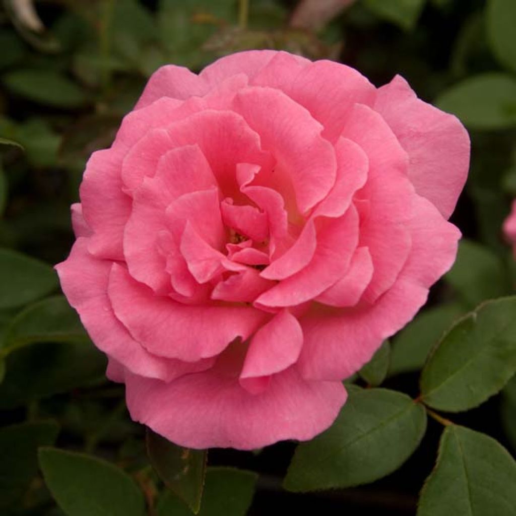 Köynnösruusu Zéphirine Drouhin