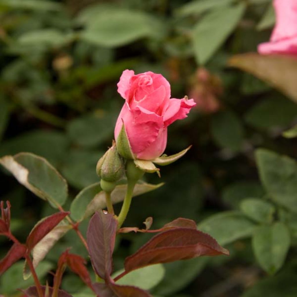 Köynnösruusu Zéphirine Drouhin