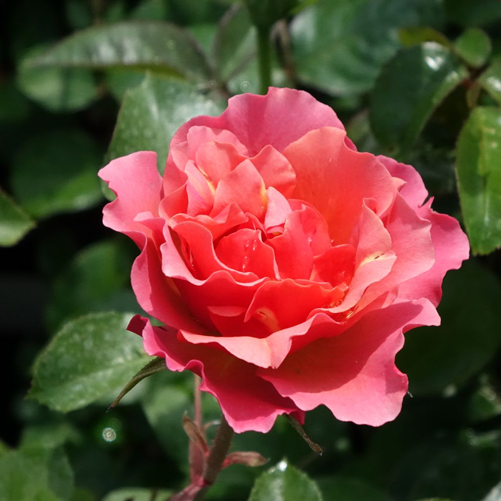 Floribundaruusu Jean Cocteau