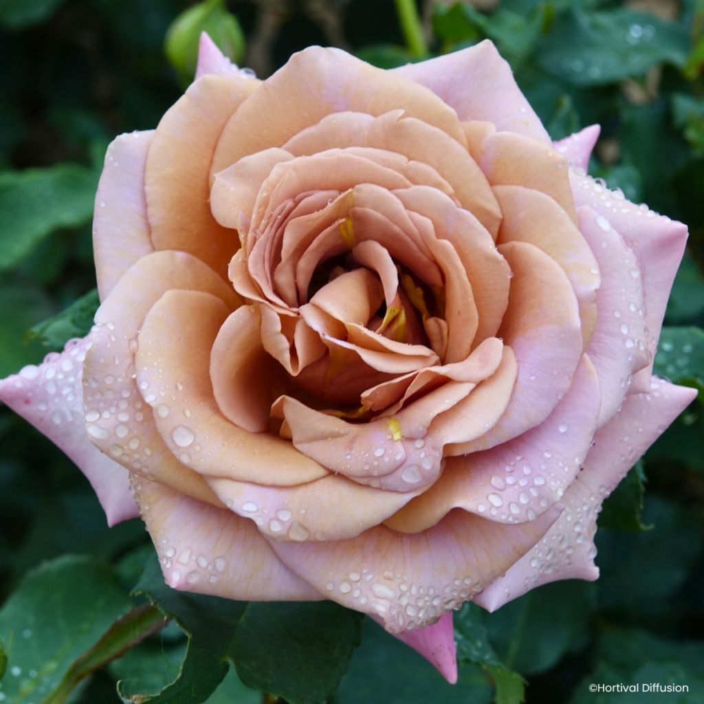 Floribundaruusu Koko Loko