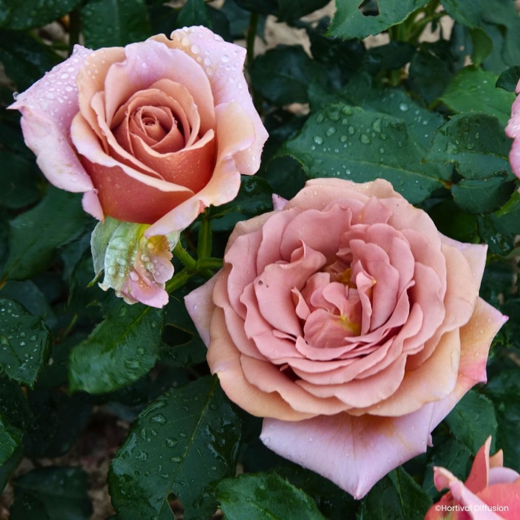 Floribundaruusu Koko Loko