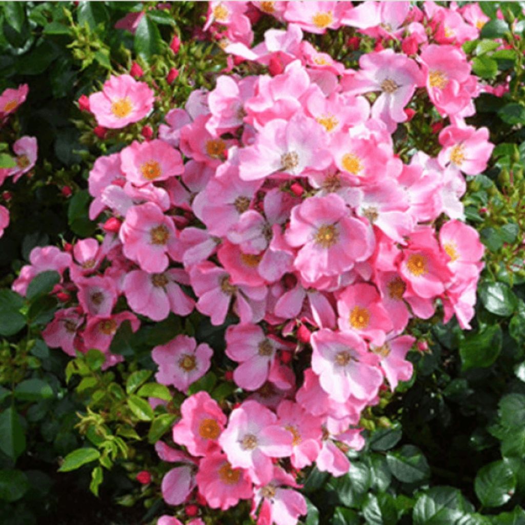 Floribundaruusu Mel Bee