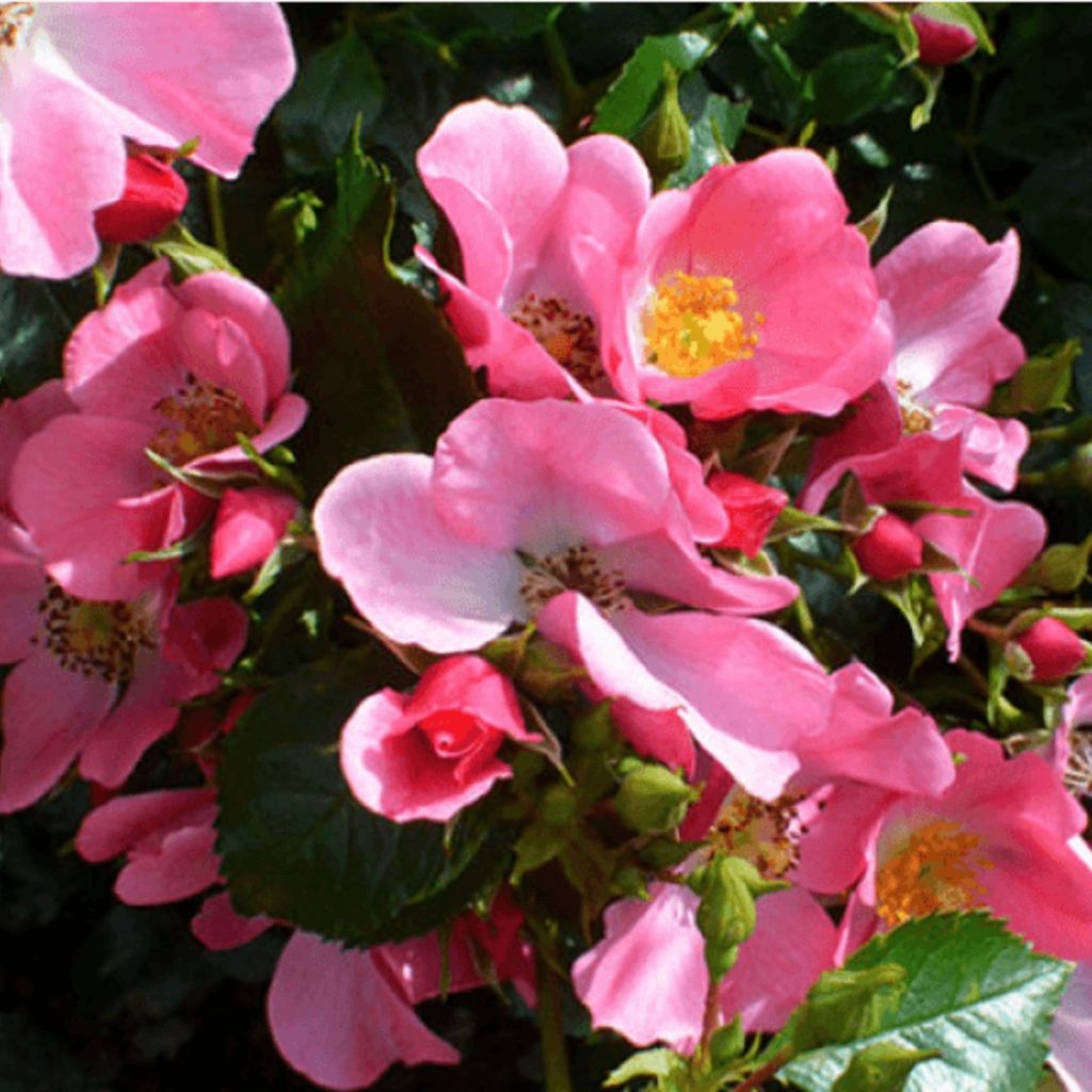 Floribundaruusu Mel Bee