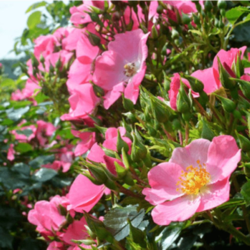 Floribundaruusu Mel Bee