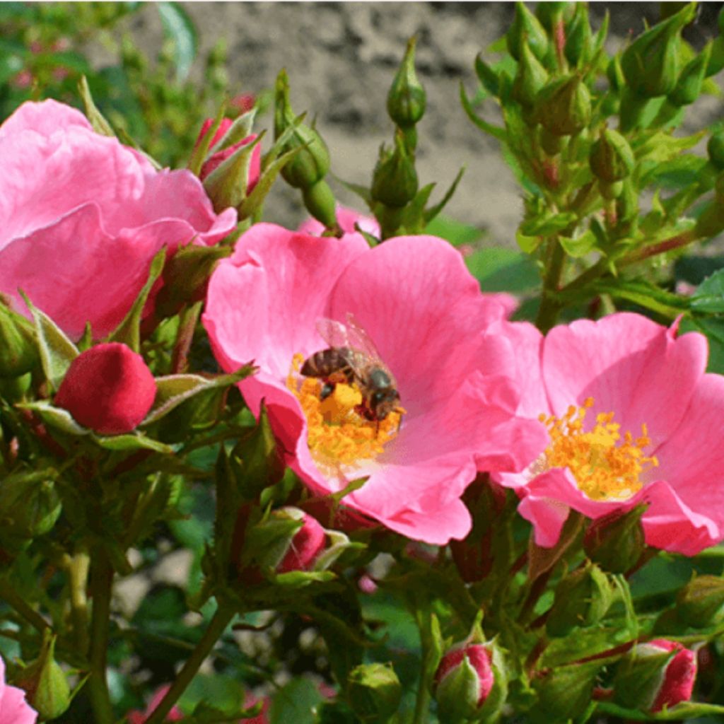 Floribundaruusu Mel Bee
