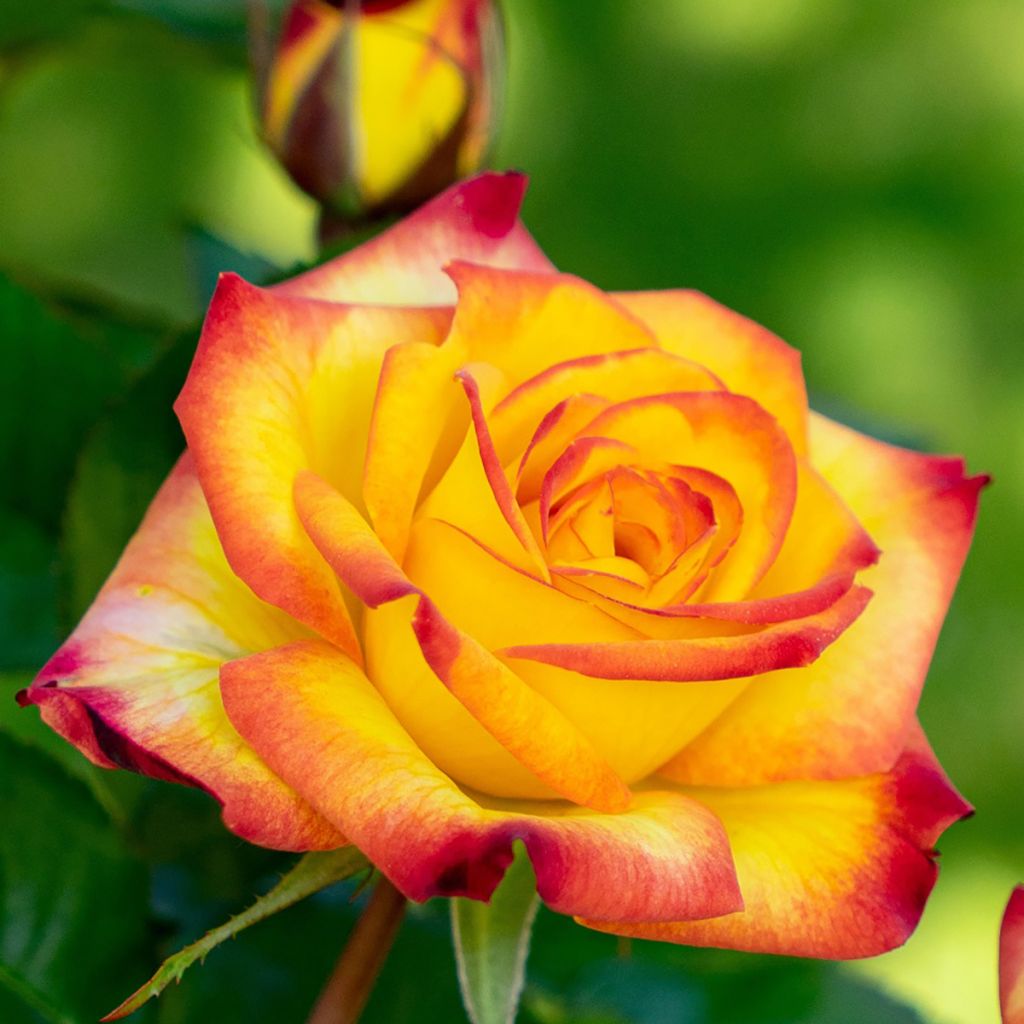 Floribundaruusu Planter's Punch