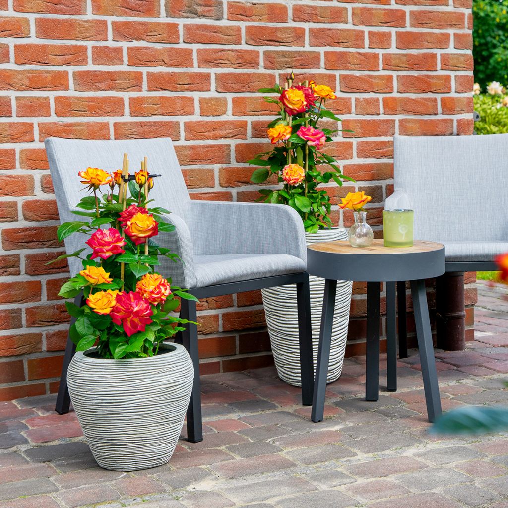 Floribundaruusu Planter's Punch