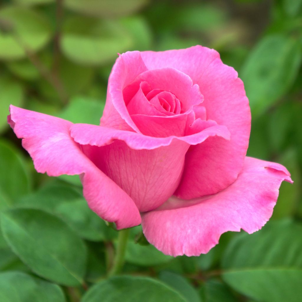 Suurikukkainen jaloruusu The McCartney Rose Meizeli