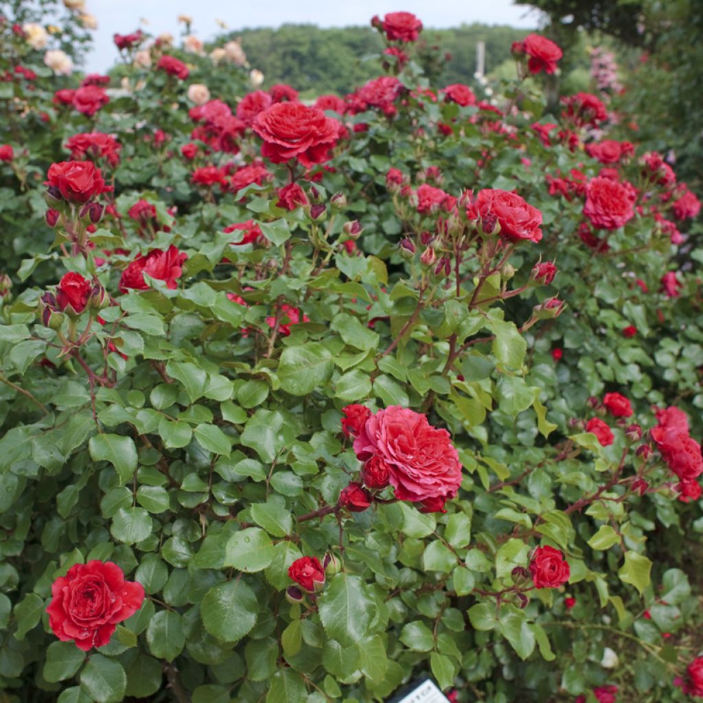 Floribundaruusu Red Leonardo da Vinci Meiangele