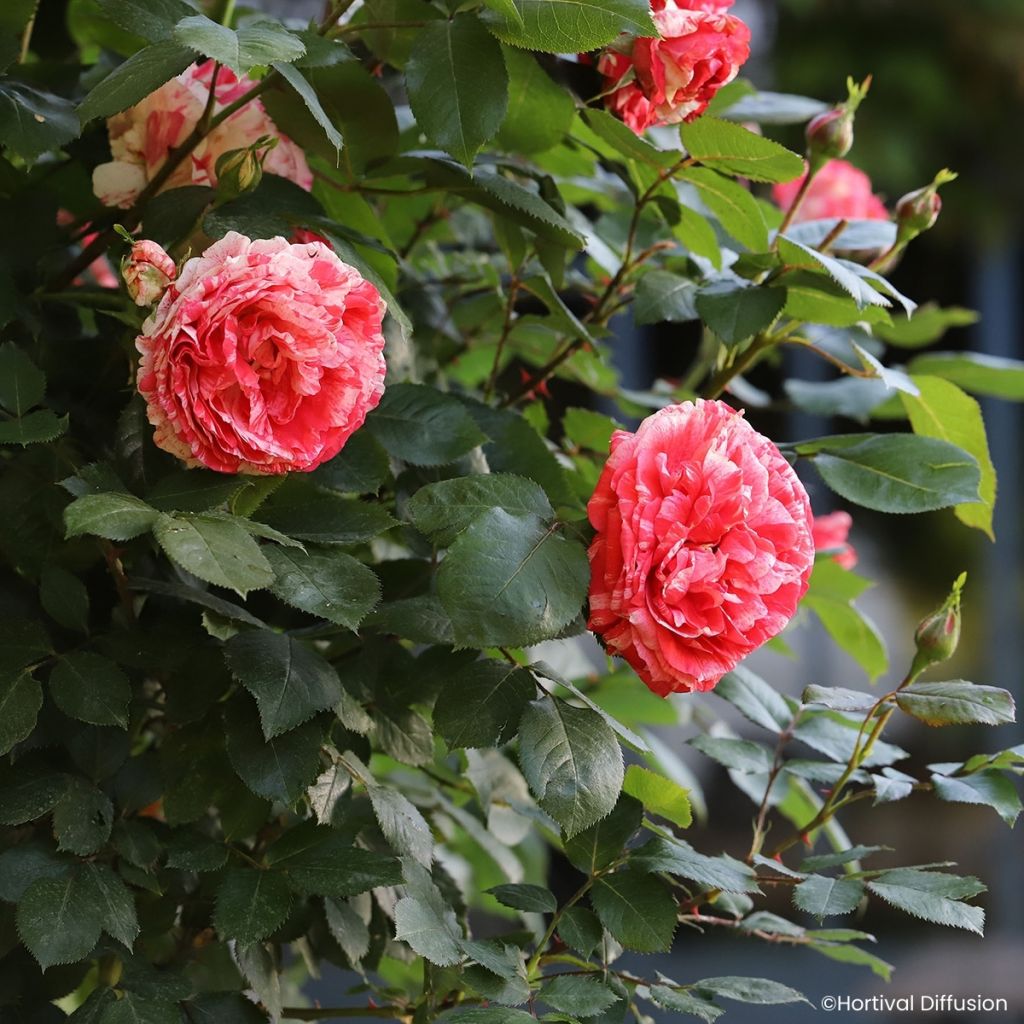 Floribundaruusu Scentimental Coral