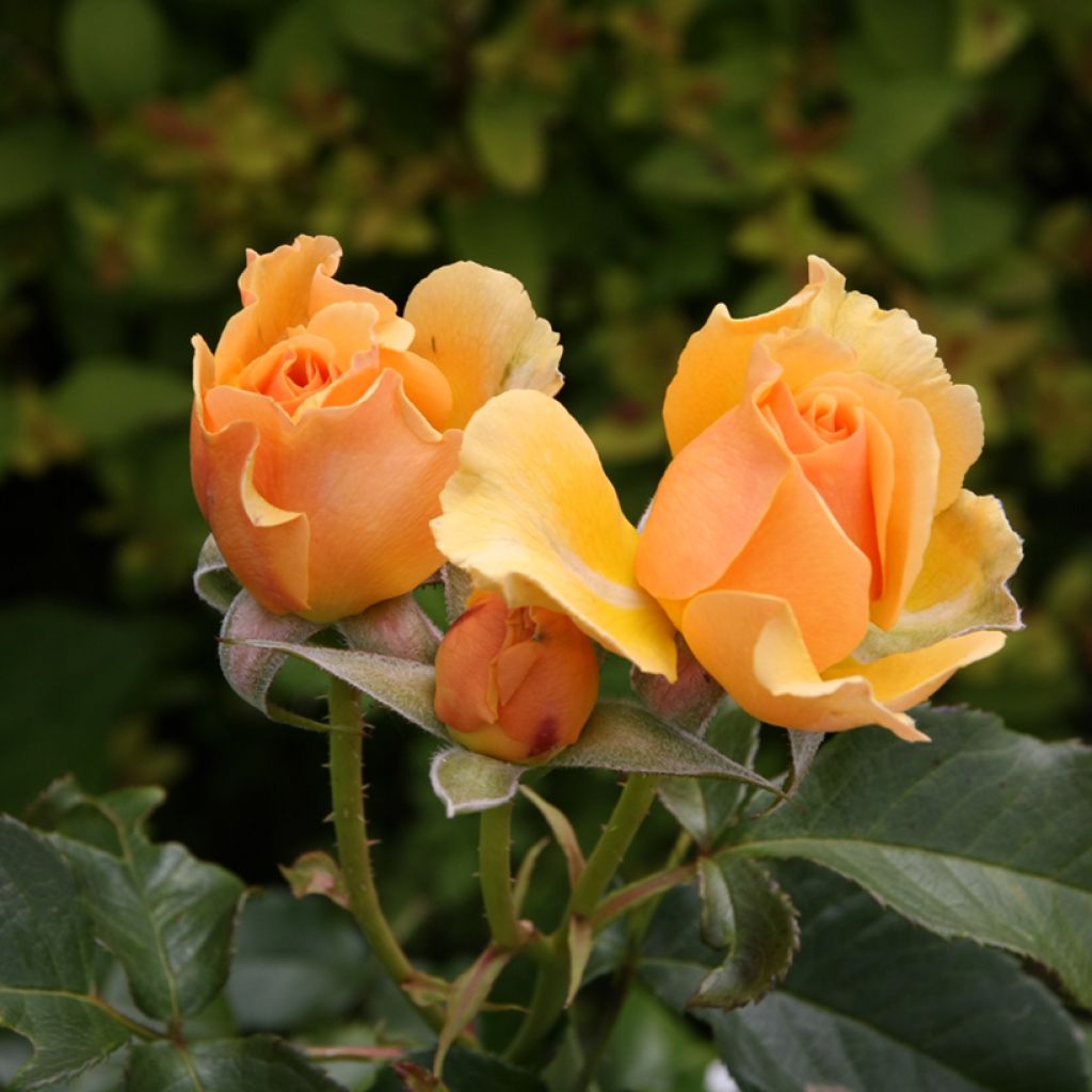 Floribundaruusu Amber Queen
