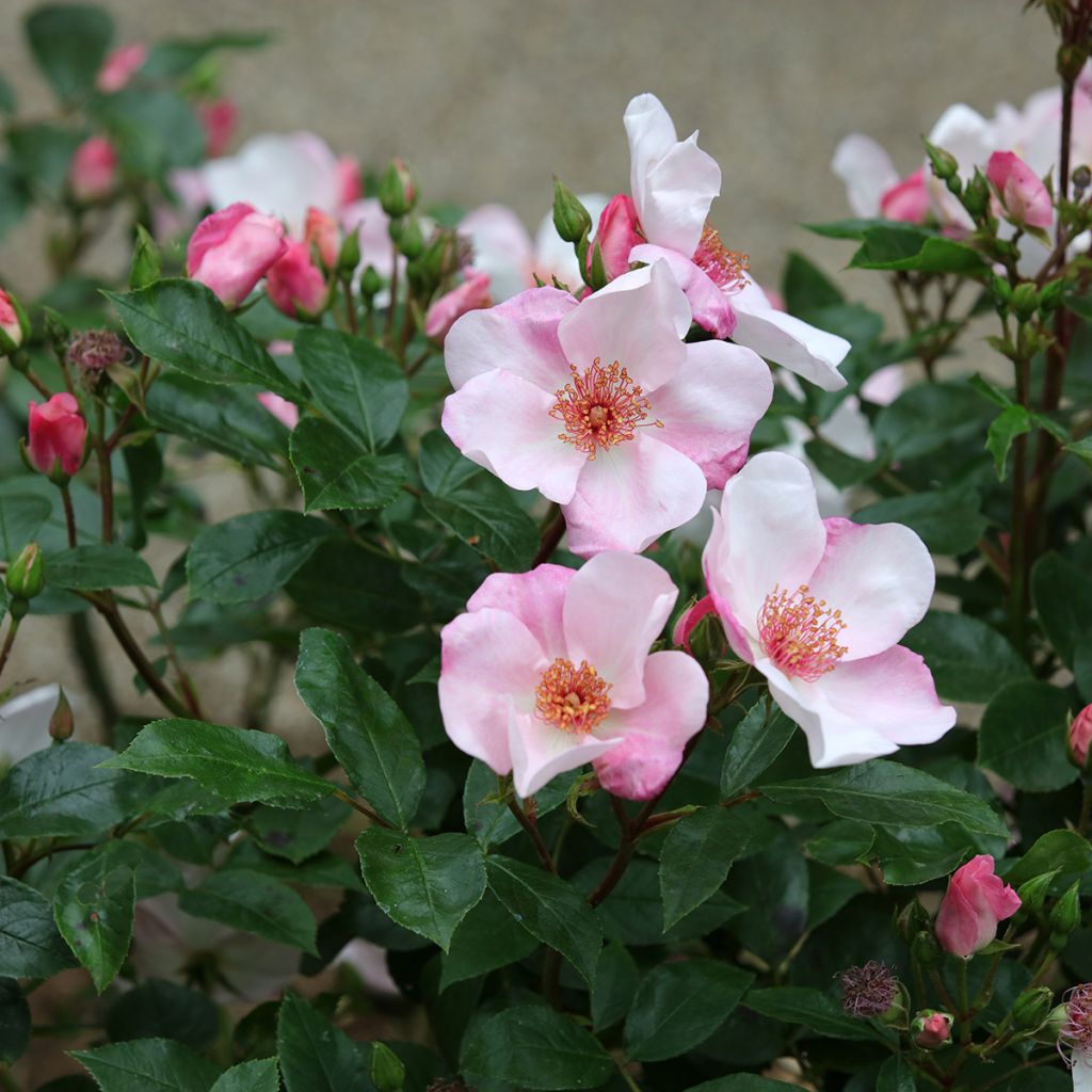Floribundaruusu Astronomia Meillandécor