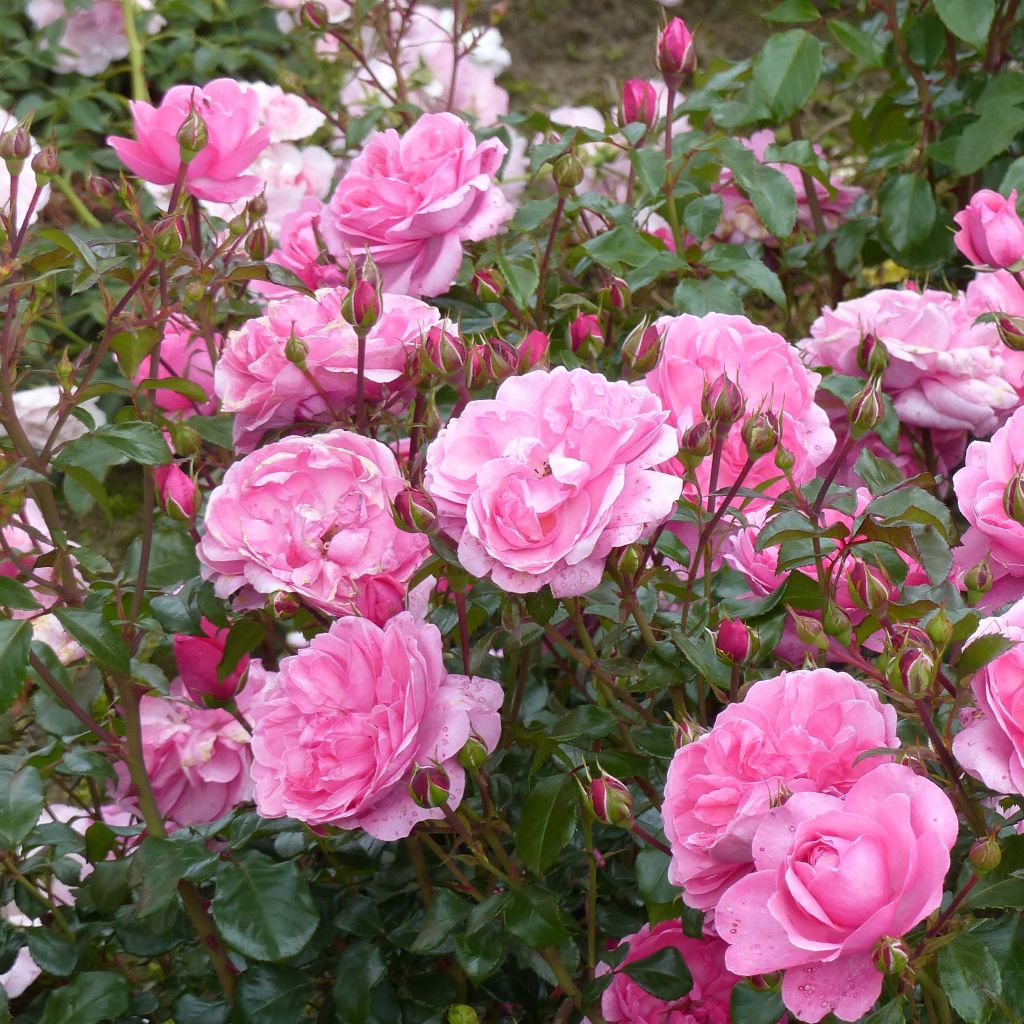 Floribundaruusu Berleburg