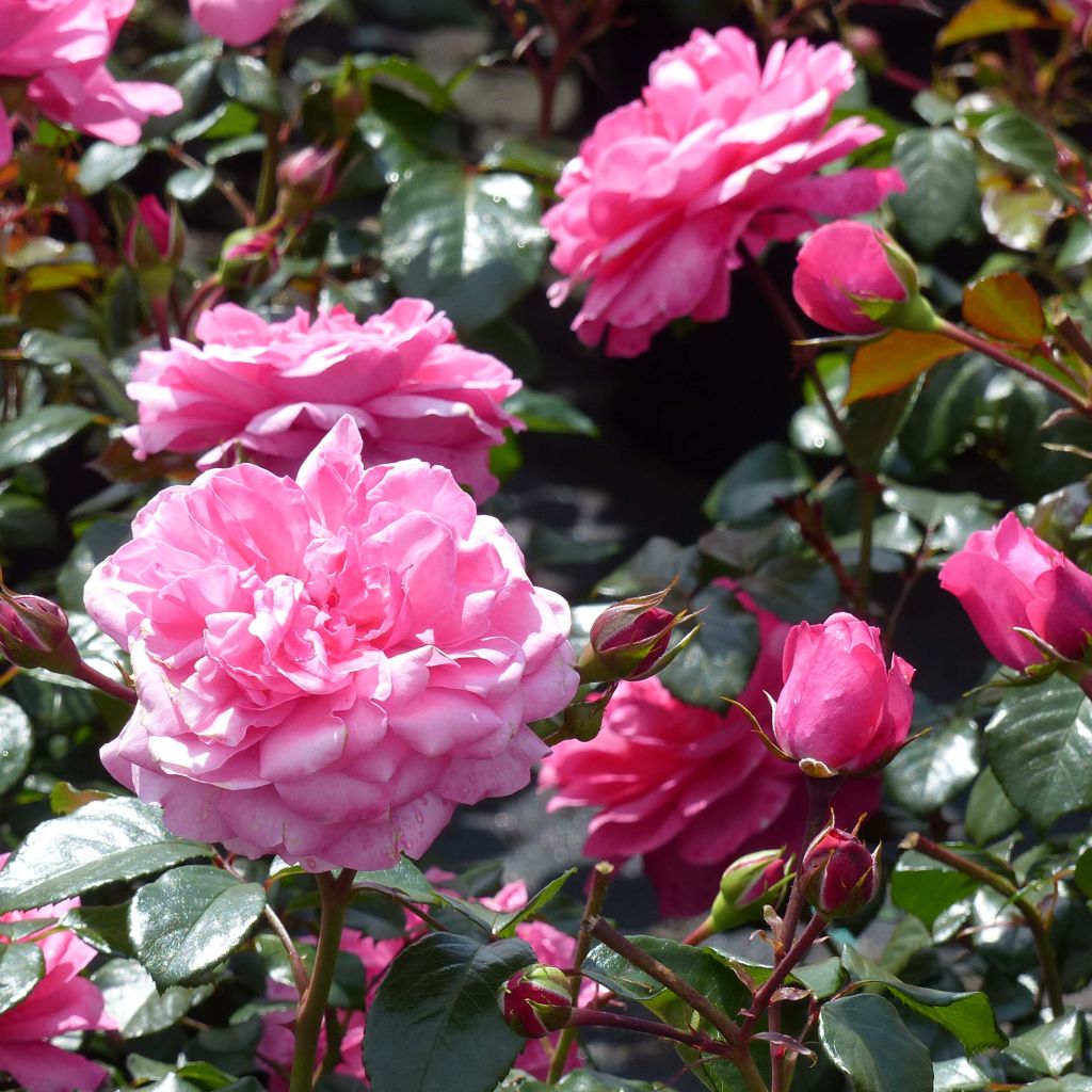 Floribundaruusu Berleburg