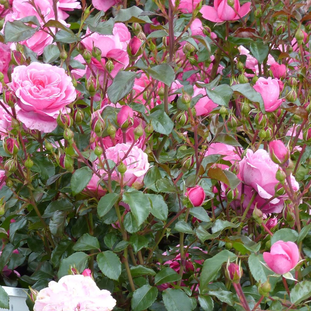 Floribundaruusu Berleburg