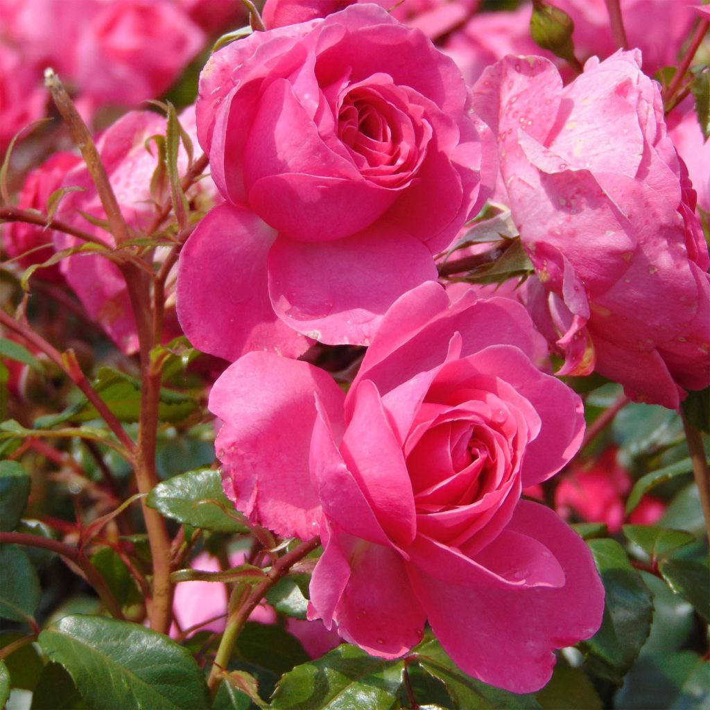 Floribundaruusu Berleburg