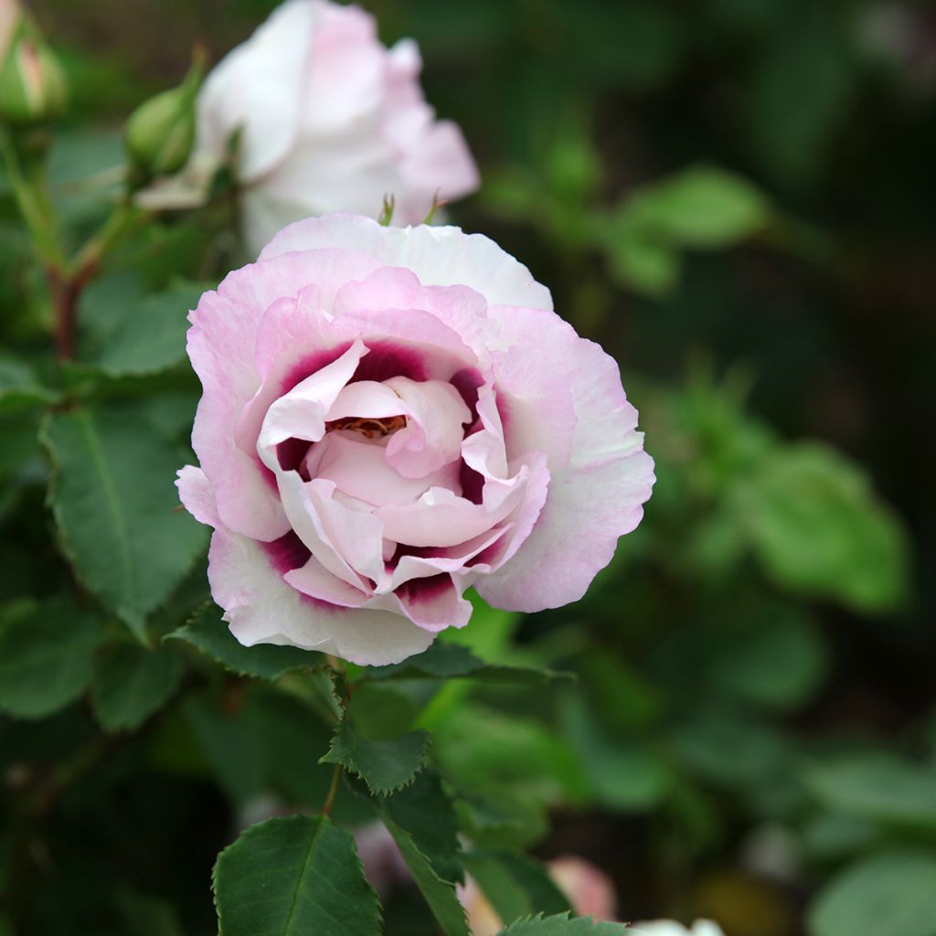 Floribundaruusu Eyes for You
