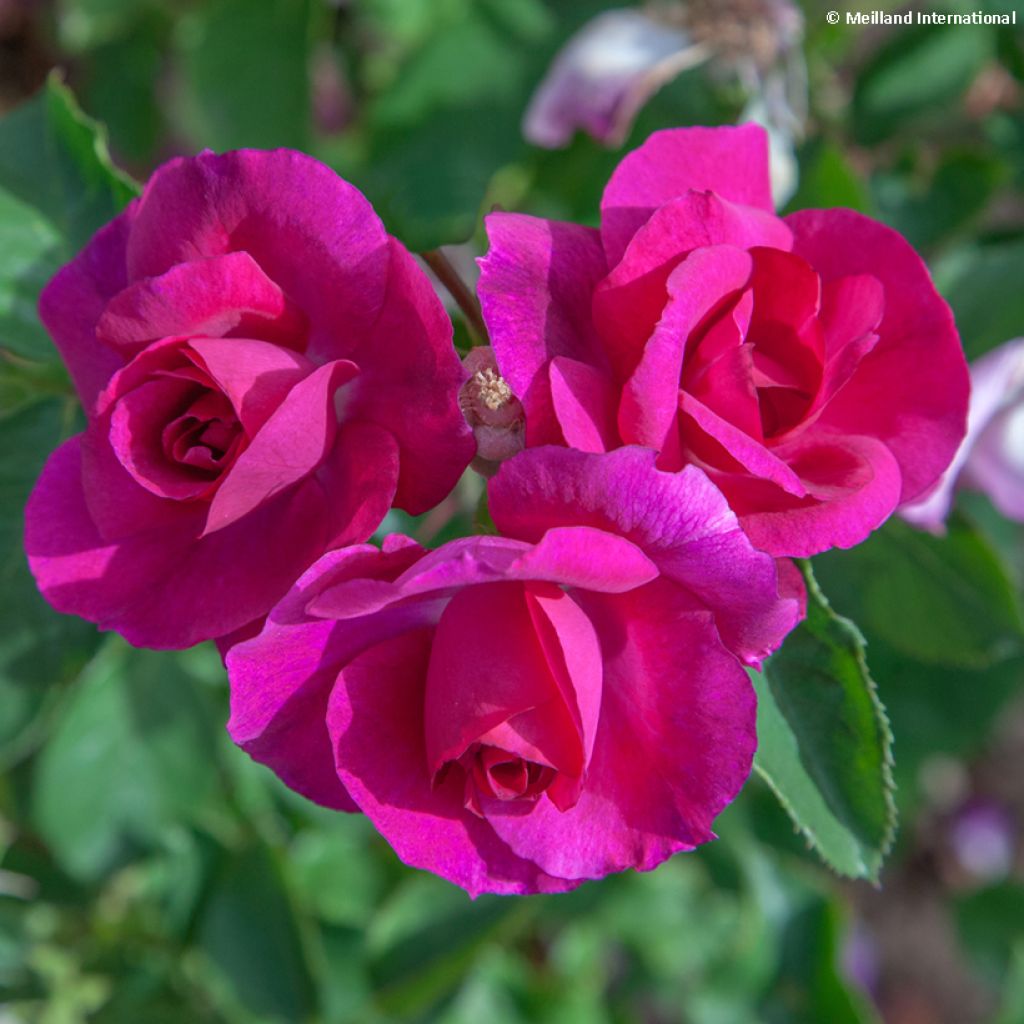 Floribundaruusu Bluebell