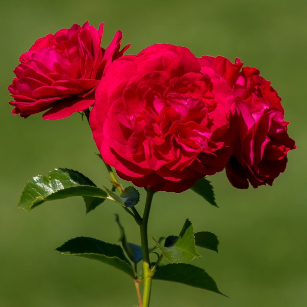 Floribundaruusu Bordeaux