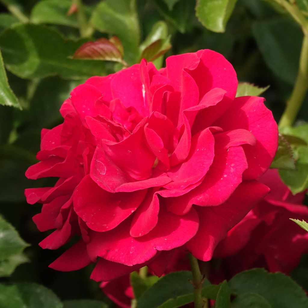 Floribundaruusu Bordeaux