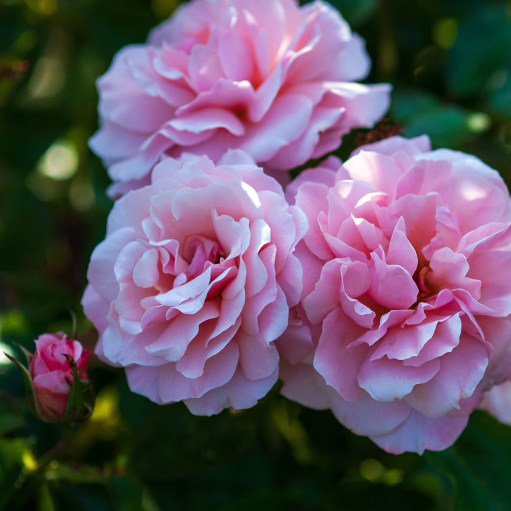 Floribundaruusu Botticelli