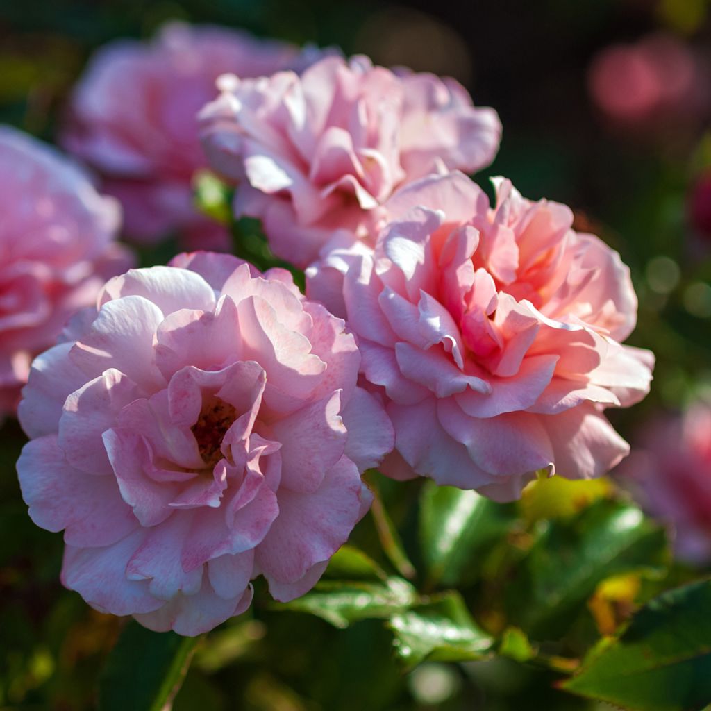 Floribundaruusu Botticelli