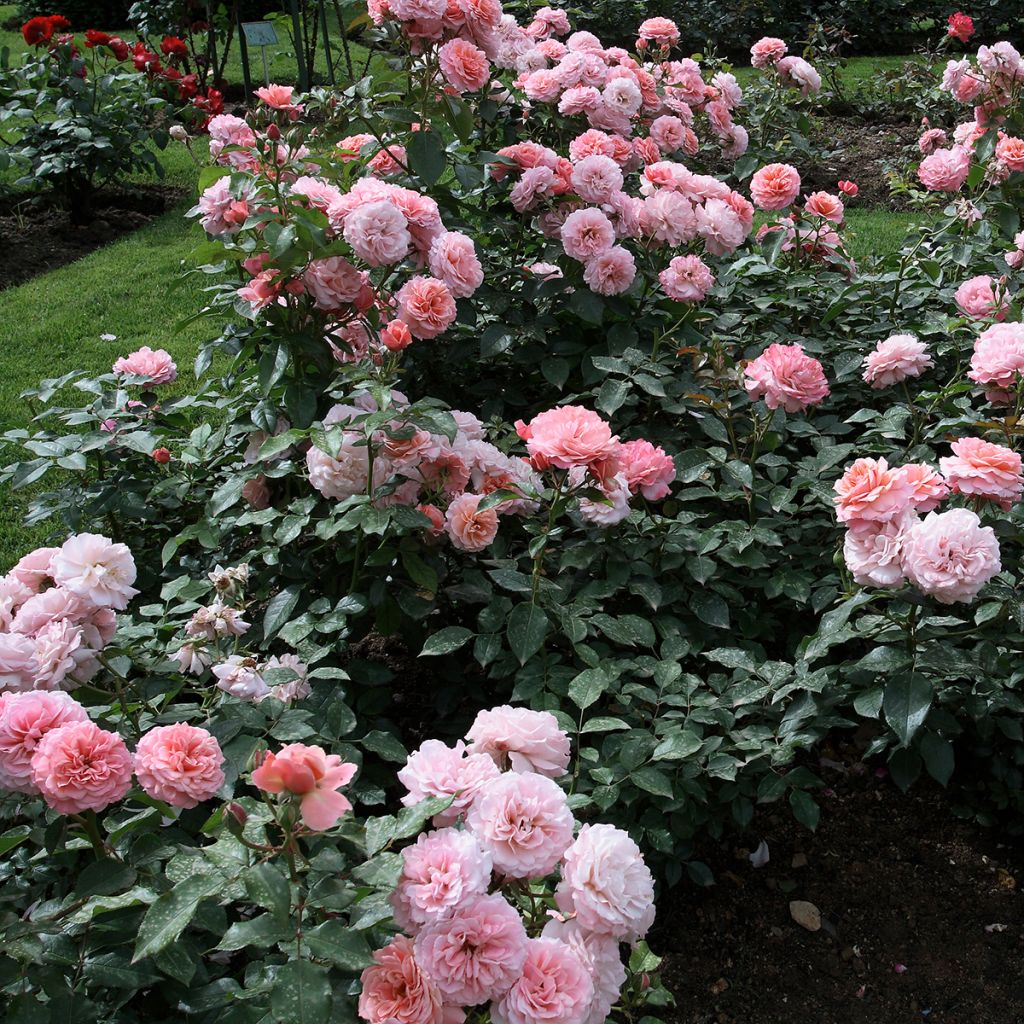 Floribundaruusu Botticelli
