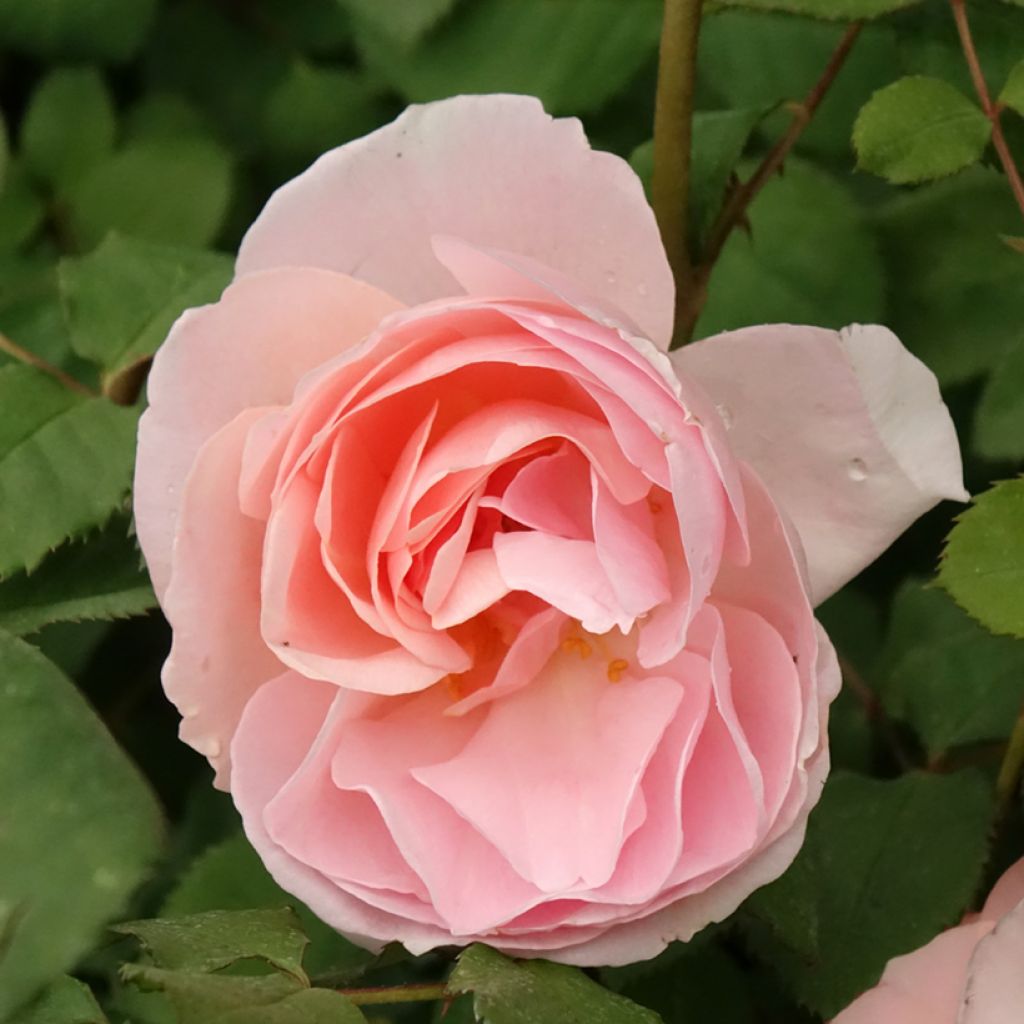 Floribundaruusu Caroline's Heart